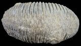 Cretaceous Fossil Oyster (Rastellum) - Madagascar #54449-1